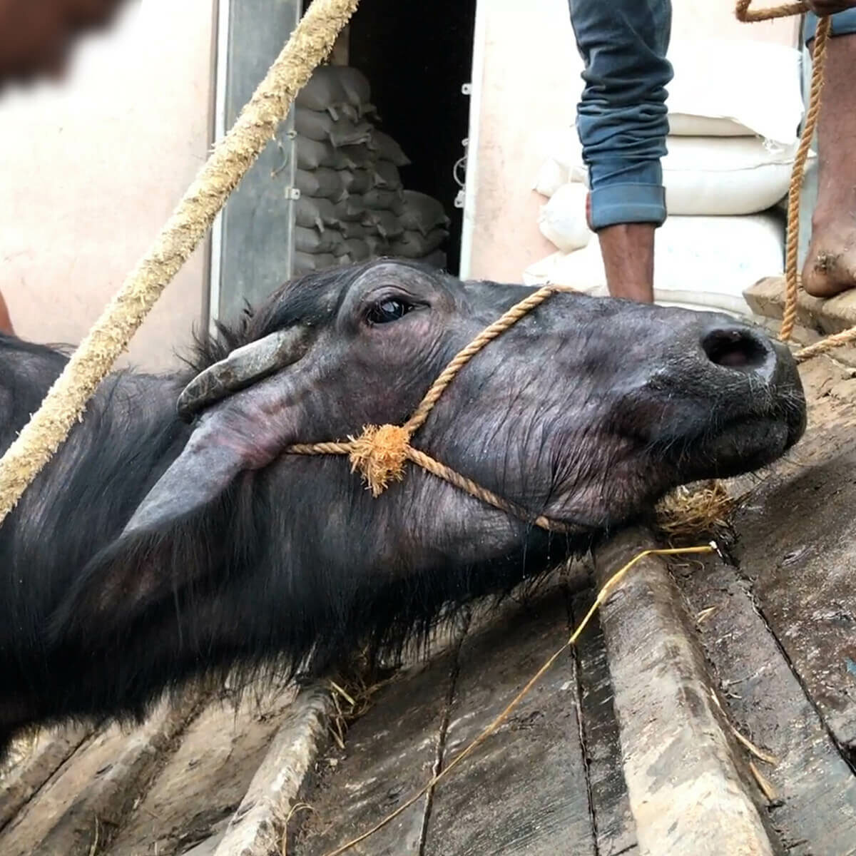 buffalo in India being forcibly pulled by a rope onto a truck to be taken to a slaughterhouse