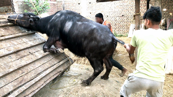 A buffalo in India is forced to stand by its tail by a worker and is pulled by a rope onto a truck to be taken to a slaughterhouse.