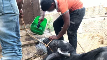Un trabajador vierte agua sobre la cara de un búfalo cansado para hacerle sentir que se está ahogando y así poder levantarse.