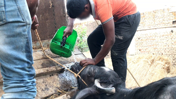 a worker pouring water onto a tired buffalo's face to make her feel like she's drowning so she will stand