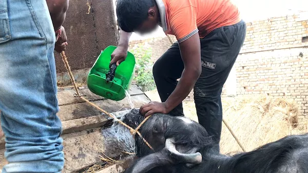 a worker pouring water onto a tired buffalo's face to make her feel like she's drowning so she will stand