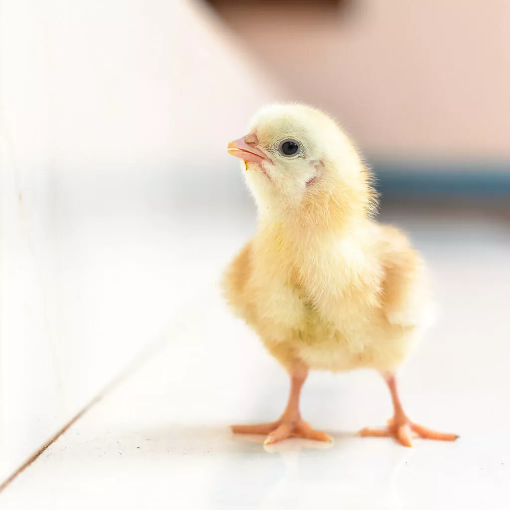 baby chicken