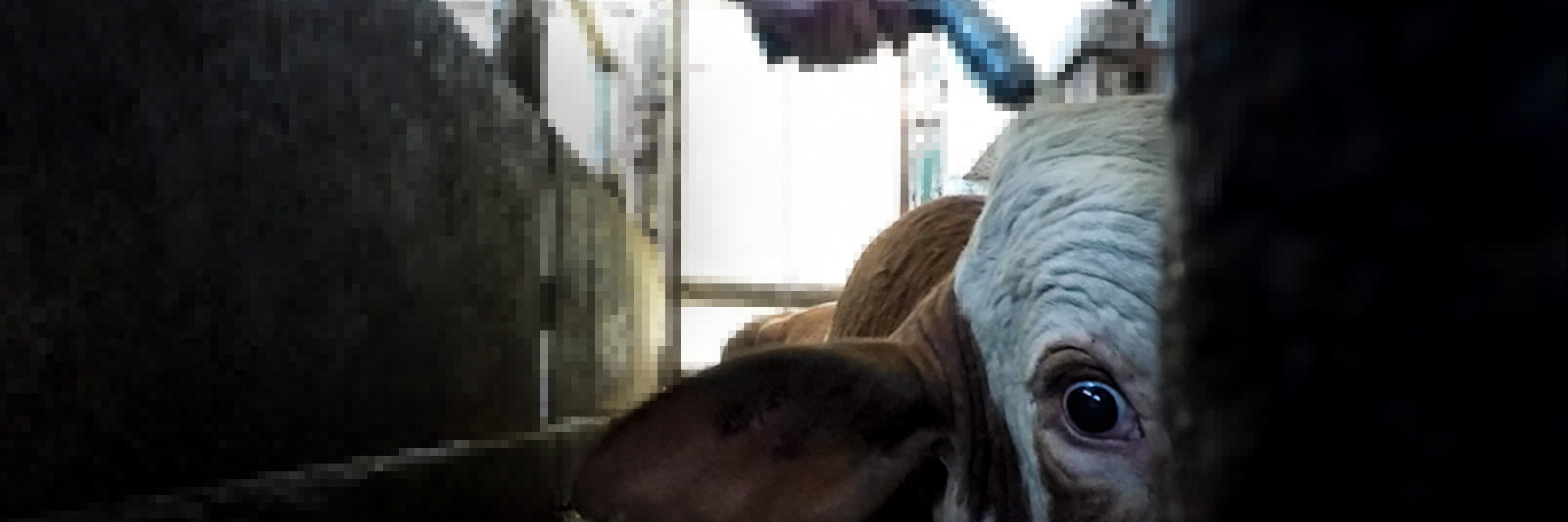 cow looking at the camera with a slaughterhouse worker pointing a gun at the cow's head