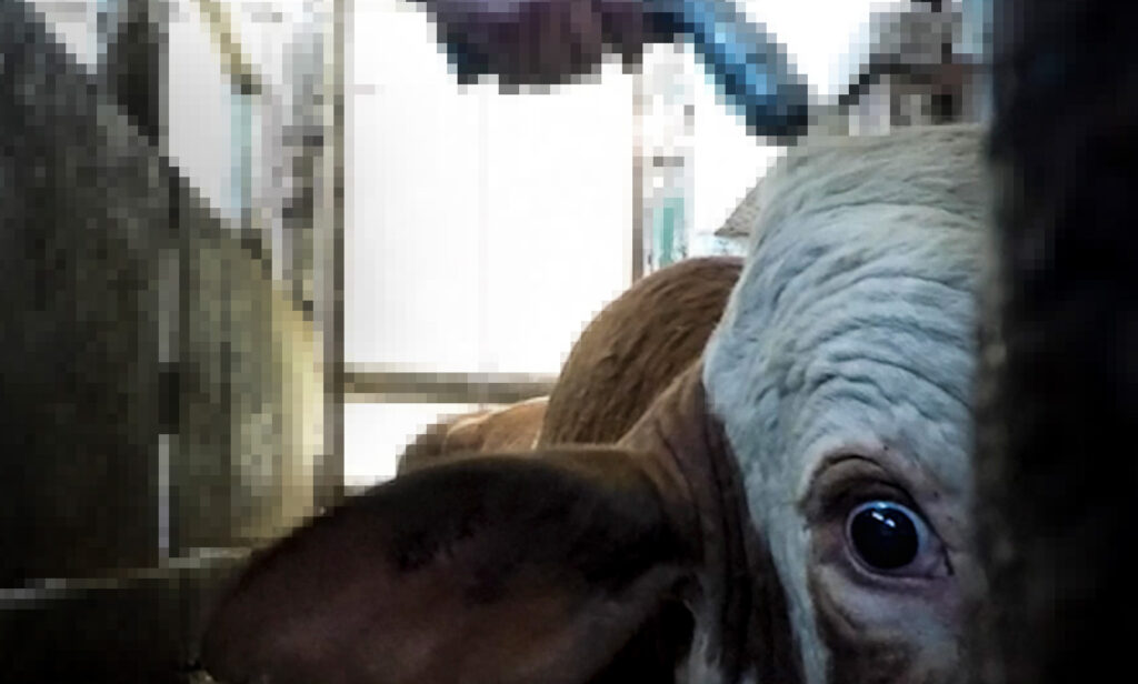 cow looking at the camera with a slaughterhouse worker pointing a gun at the cow's head