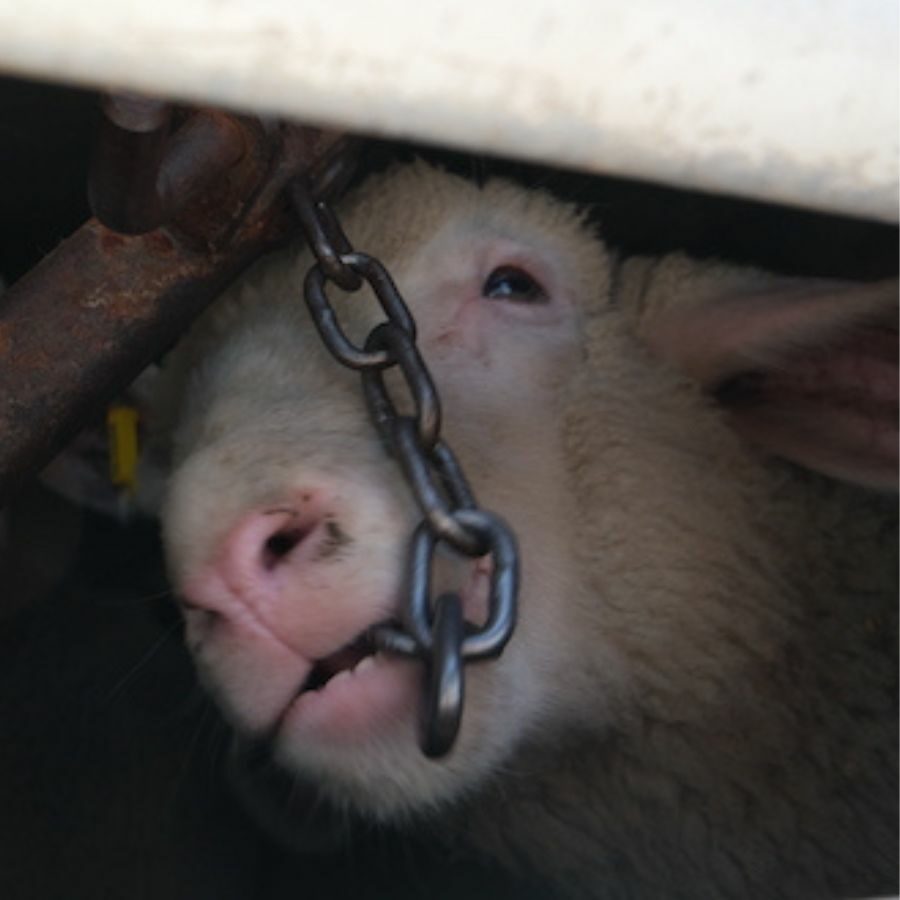 a lamb in an overcrowded transport truck biting a chain as a stress response