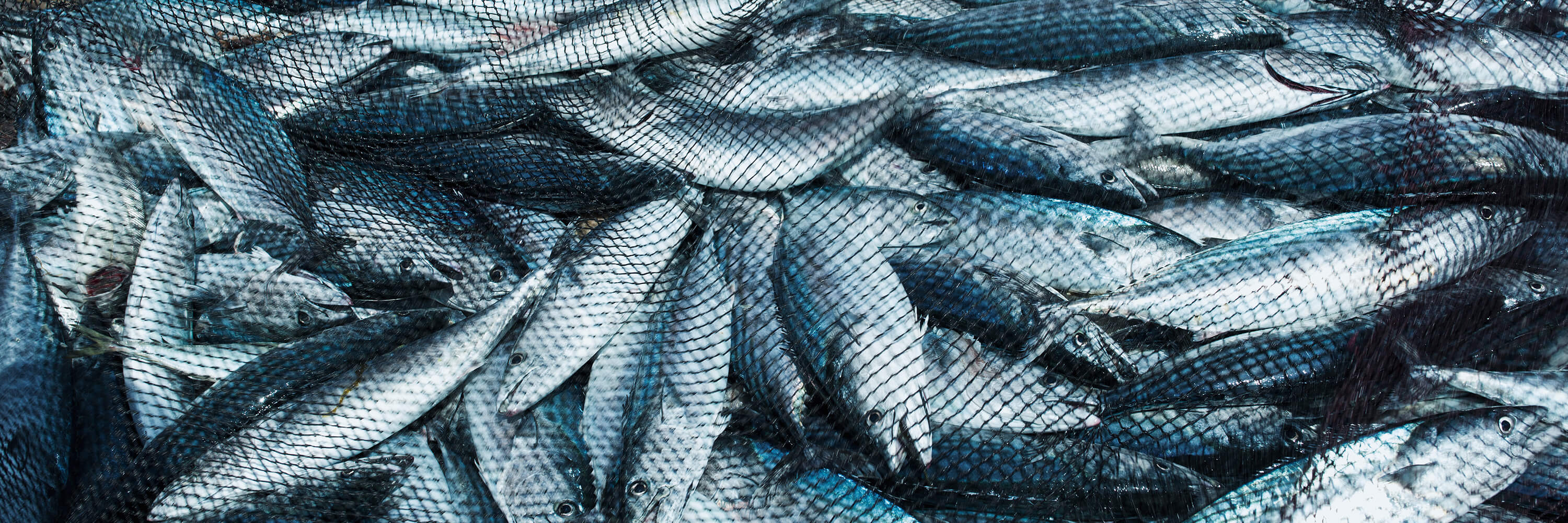 What Is The Environmental Impact Of The Fishing Industry? - WorldAtlas