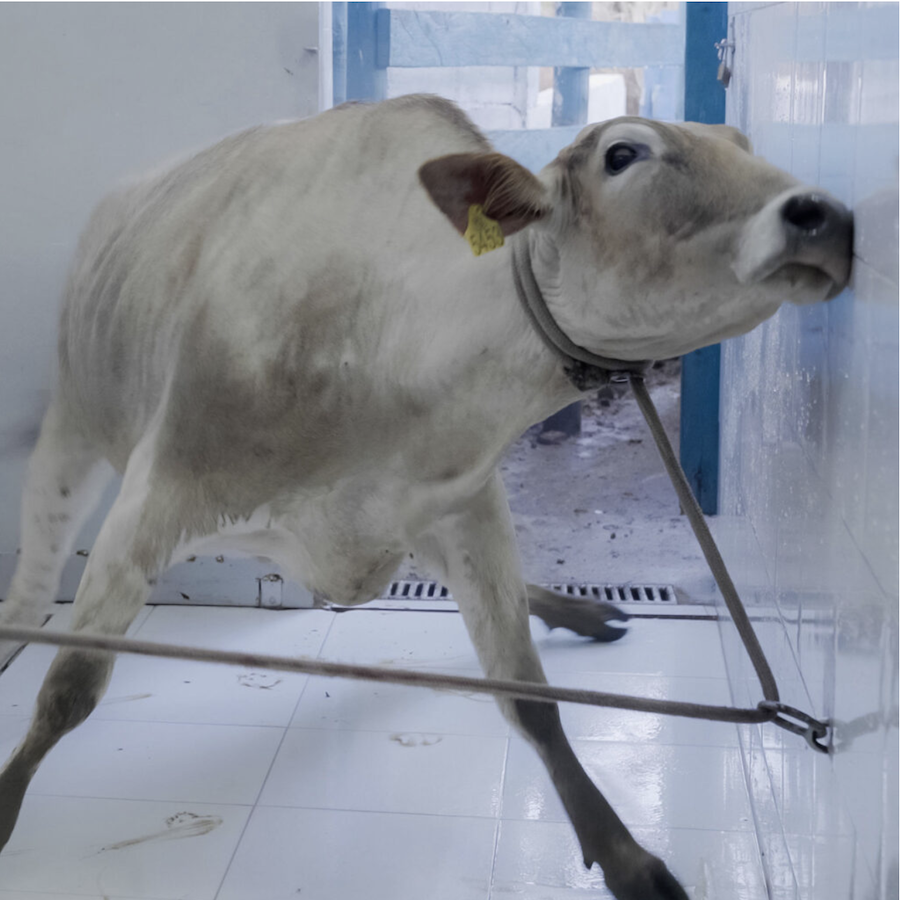 cow with rope tightly around his neck