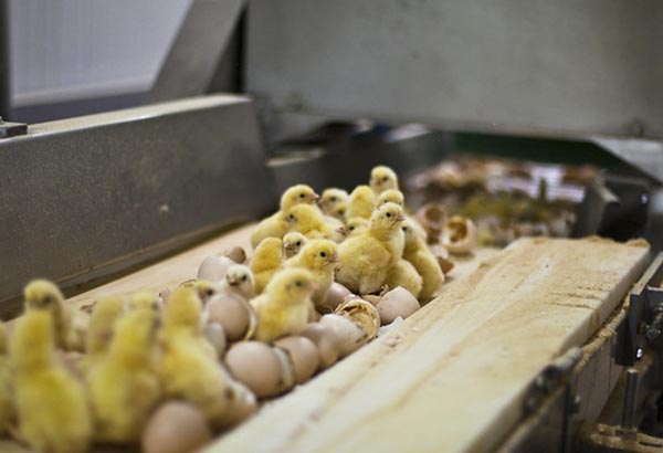 blog image chick culling convayer belt Our Top 10 Moments for Farmed Animals in 2022