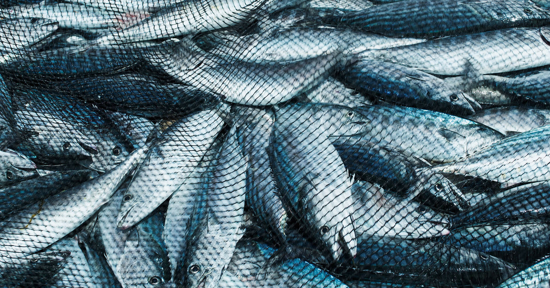 cropped Lots of fish in net 3000x1000 1 Farmed Fish Are Suffering, by Animal Equality