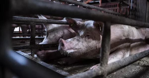 female pigs in crates barely bigger than their body