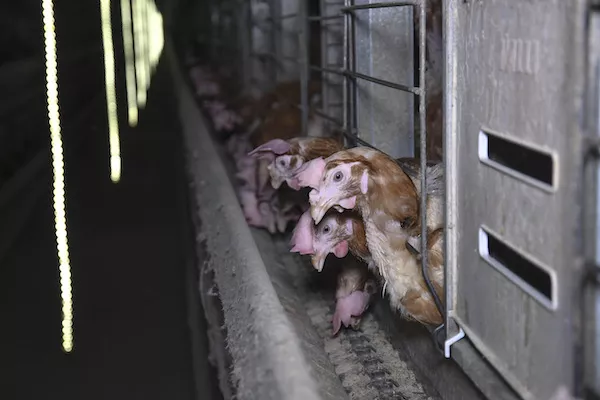 multiple hens used for eggs in tiny wire cages