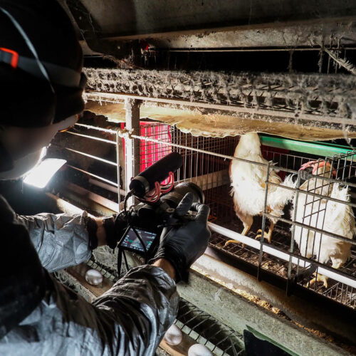 From Film Industry to Factory Farms: Using Video to Expose Animal Abuse 
