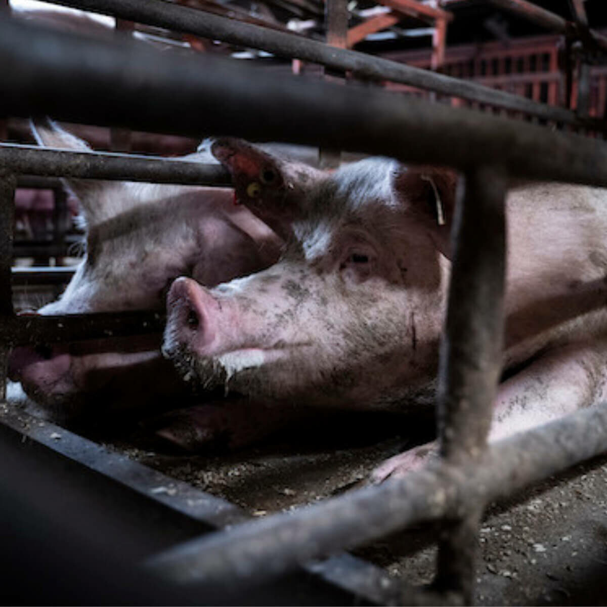 female pigs in crates barely bigger than their body