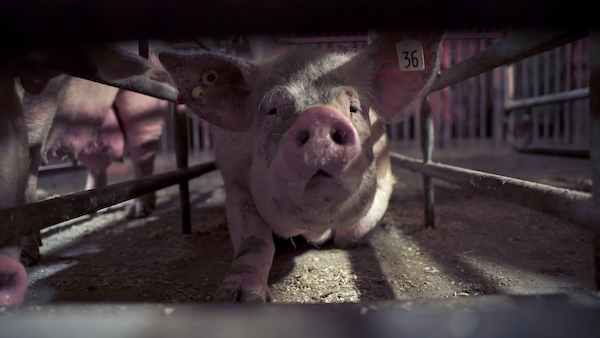 rooney mara pig gestation crate 600x400 1 5 Shocking Legal Practices Pigs Endure on Factory Farming