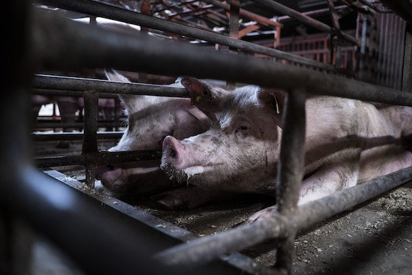 female pigs in crates barely bigger than their body