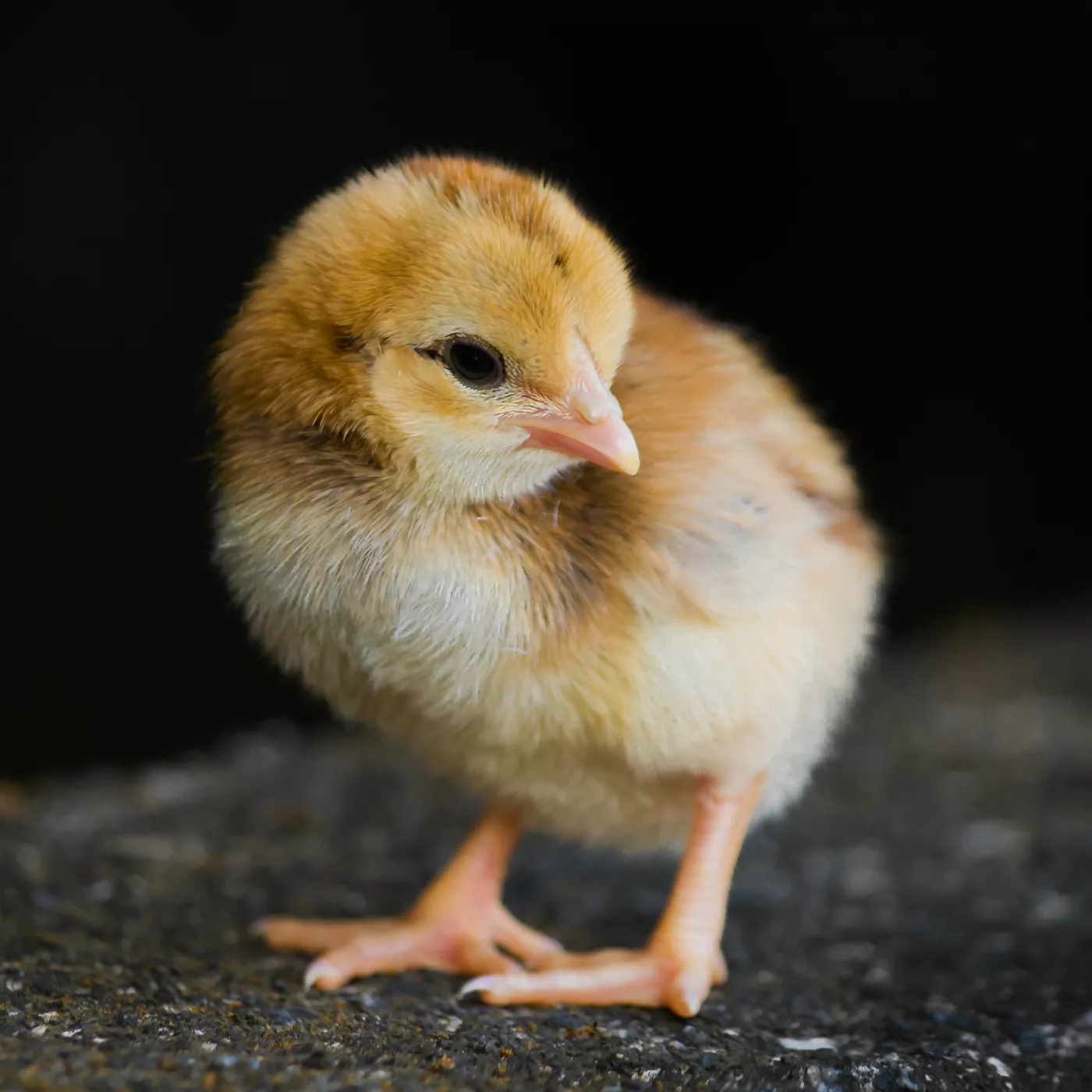 male chick