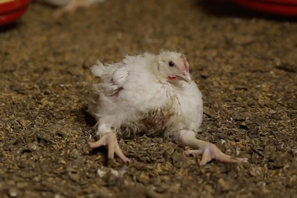 2022 chicken splay leg italian investigation 600x400 1 9 Cruel Yet Legal Farming Practices