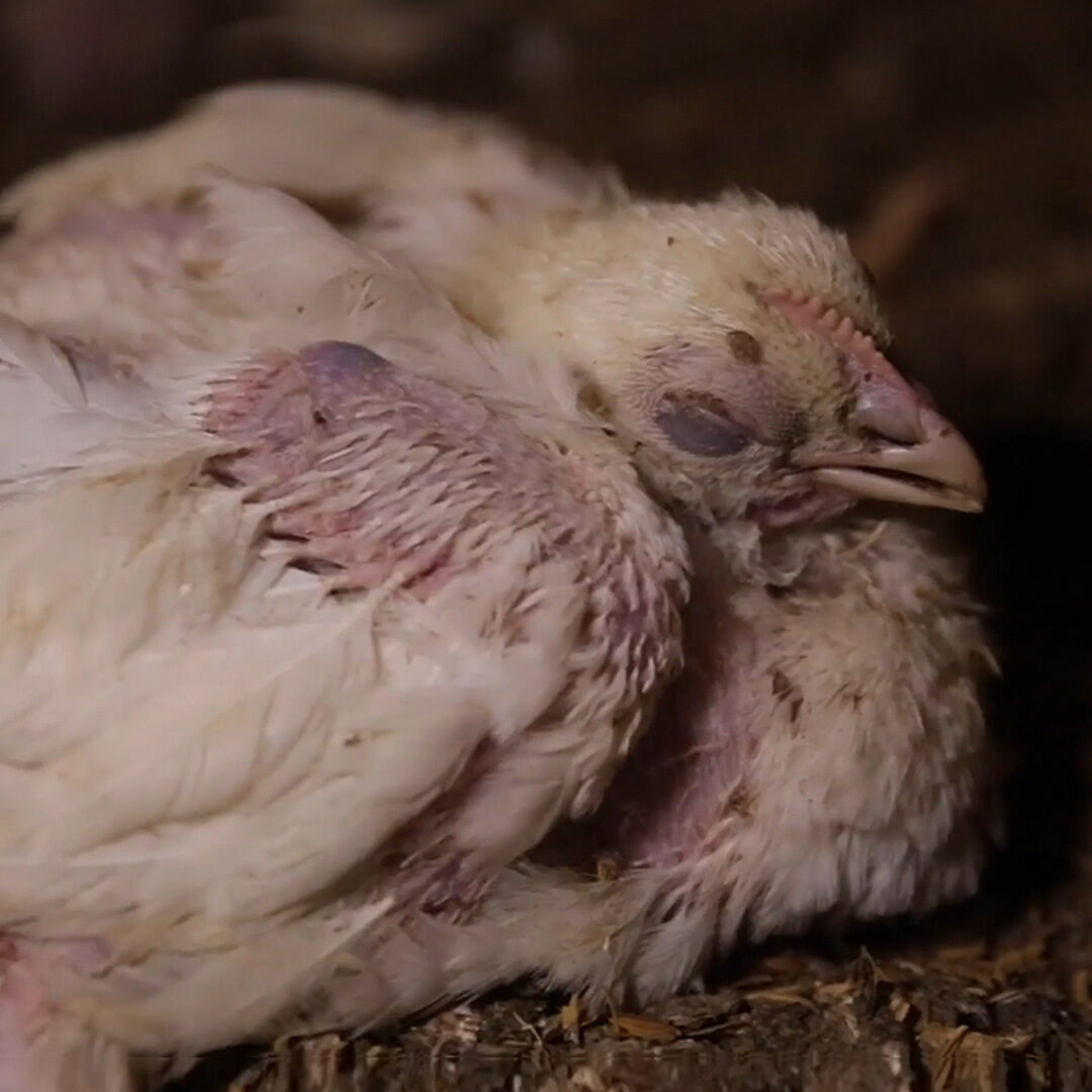 Investigation: Chickens Unable To Walk, Living Among Dead