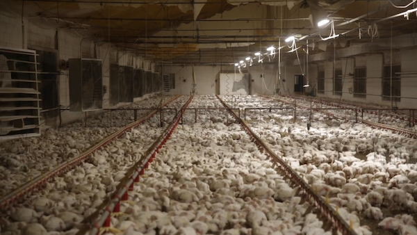 Everything You Need to Know About Factory Farming