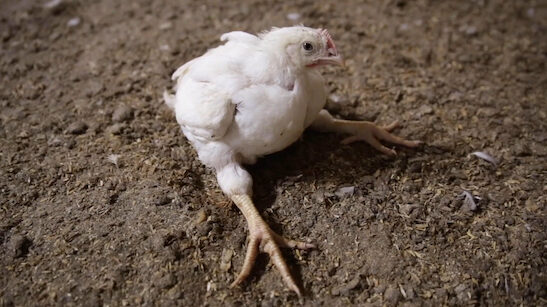 2022 July IT Broiler Chicken Splay Leg News 600x400 1 e1661967325973 Everything You Need to Know About Factory Farming