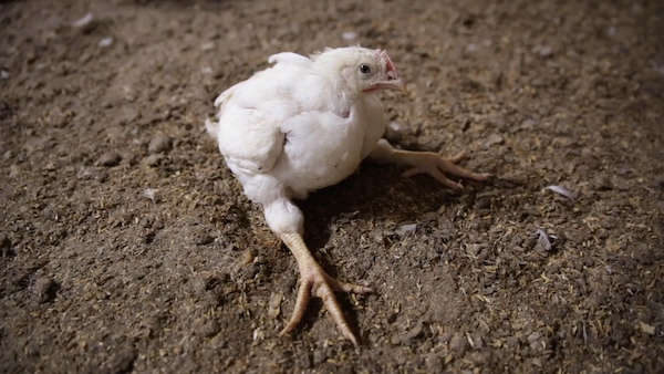 2022 July IT Broiler Chicken Splay Leg News 600x400 1 Chickens Unable To Walk, Living Among Dead