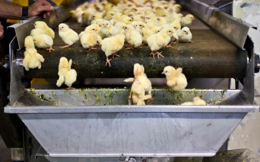 Chicks falling from conveyor belt in a hatchery