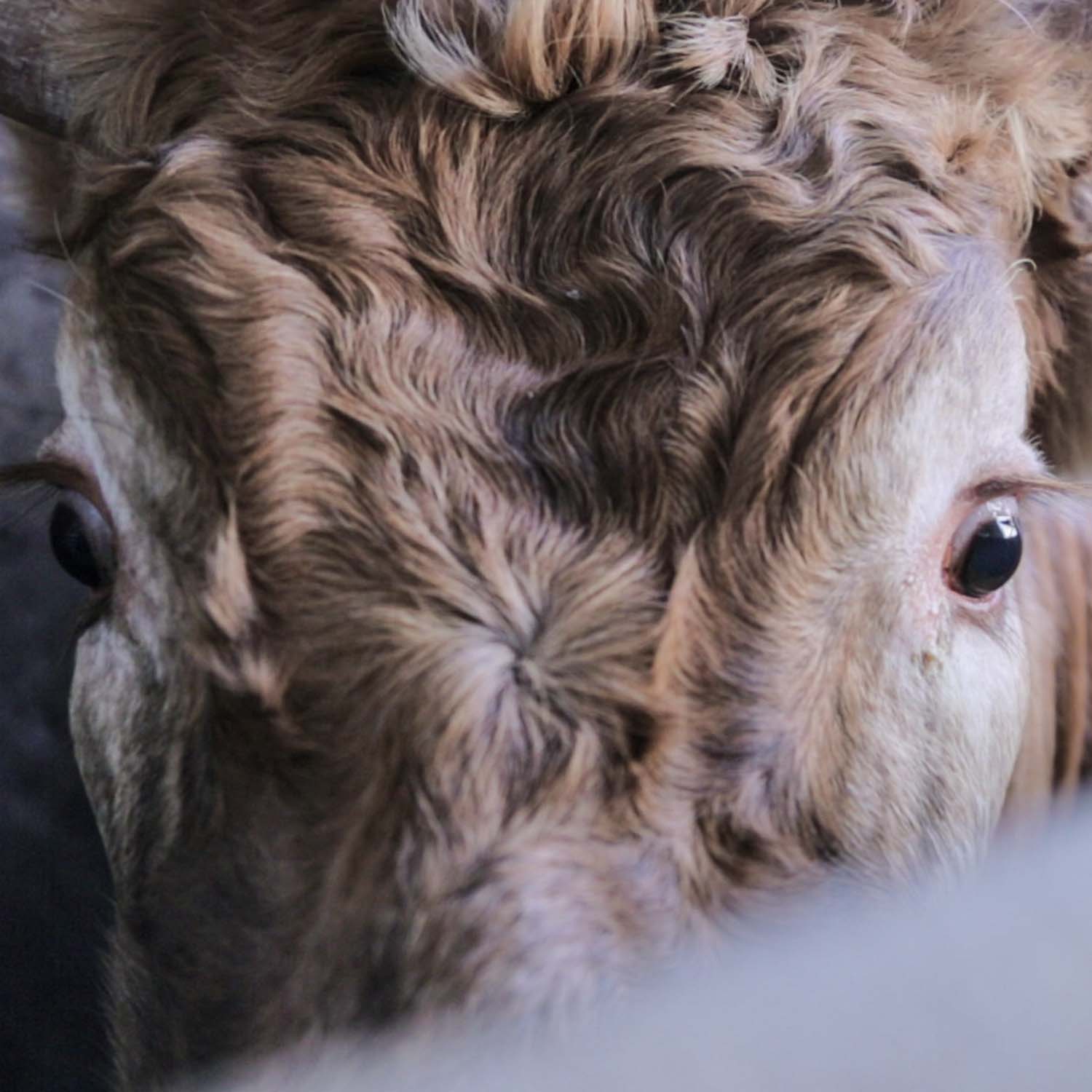 Cow zoomed in to show scared expression