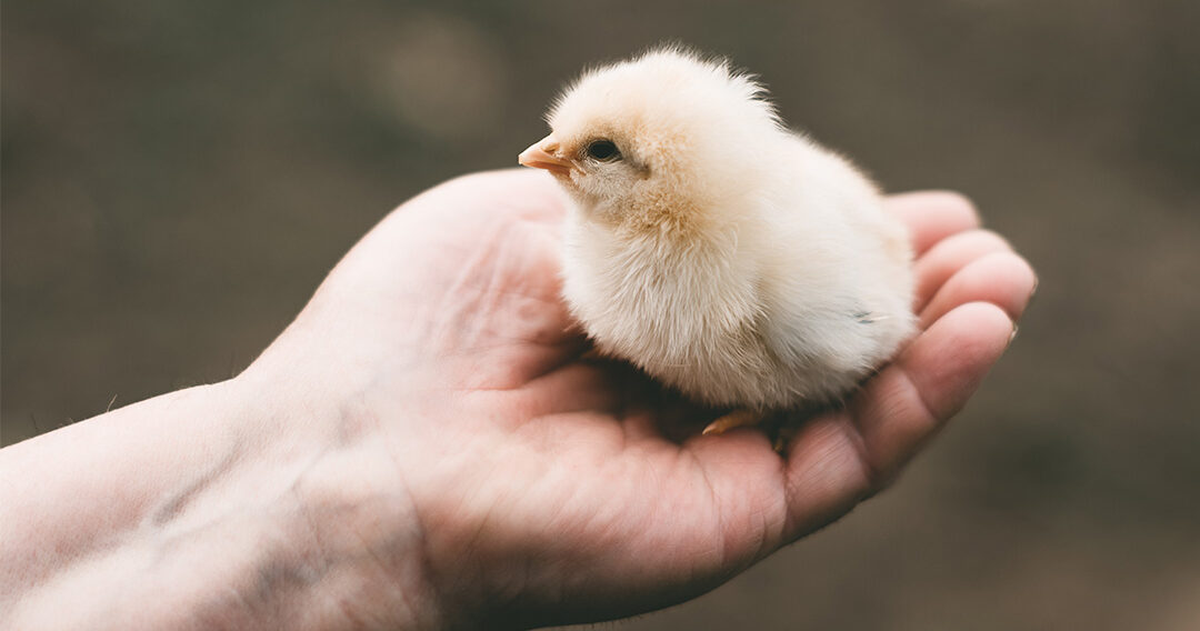 cropped chick in hand 1080x1080 1 Italy Bans The Killing of Male Chicks in an Effort Led by Animal Equality