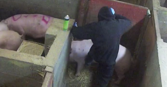 cropped half firtree pig kick abuse How Investigations Bring Animal Abusers To Justice