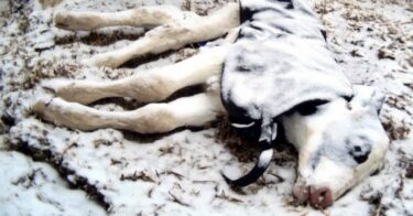 Bebé ternero muerto cubierto de nieve