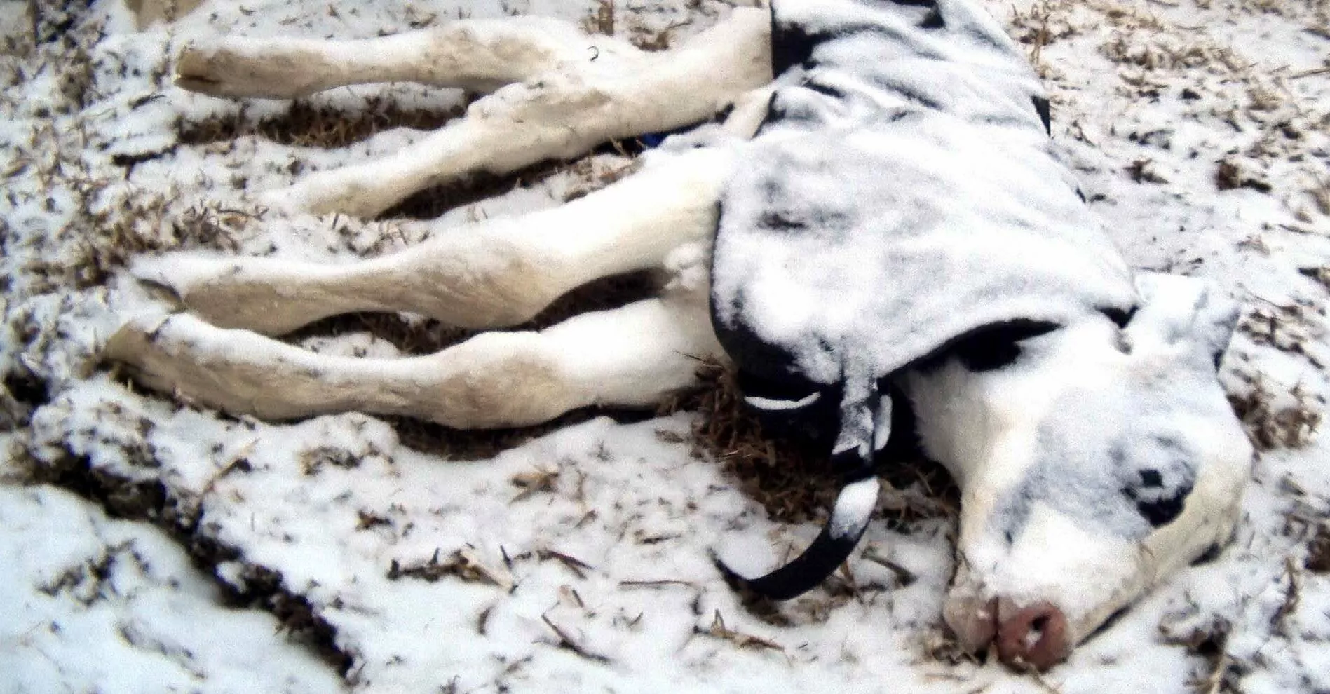 baby calf dead covered in snow