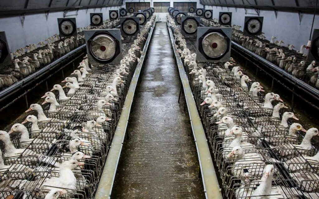 Foie gras farm