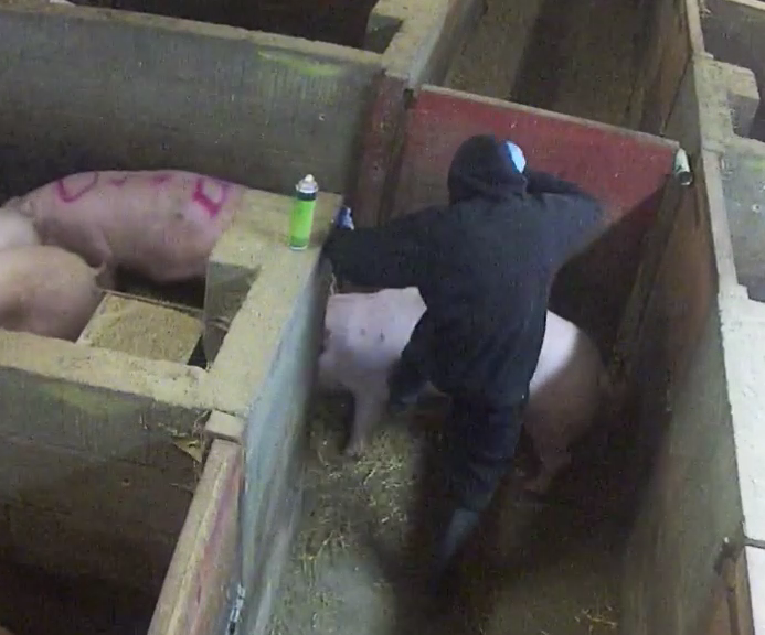 half firtree pig kick abuse How Investigations Bring Animal Abusers To Justice