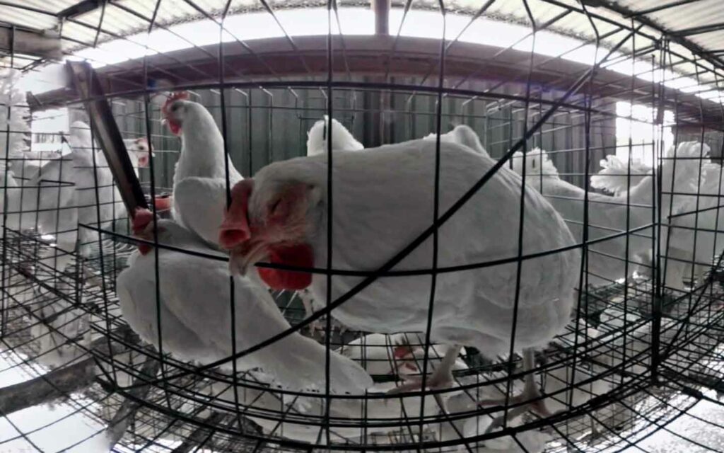 Hen inside a battery cage