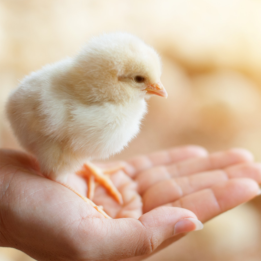 Hand holding a baby chick