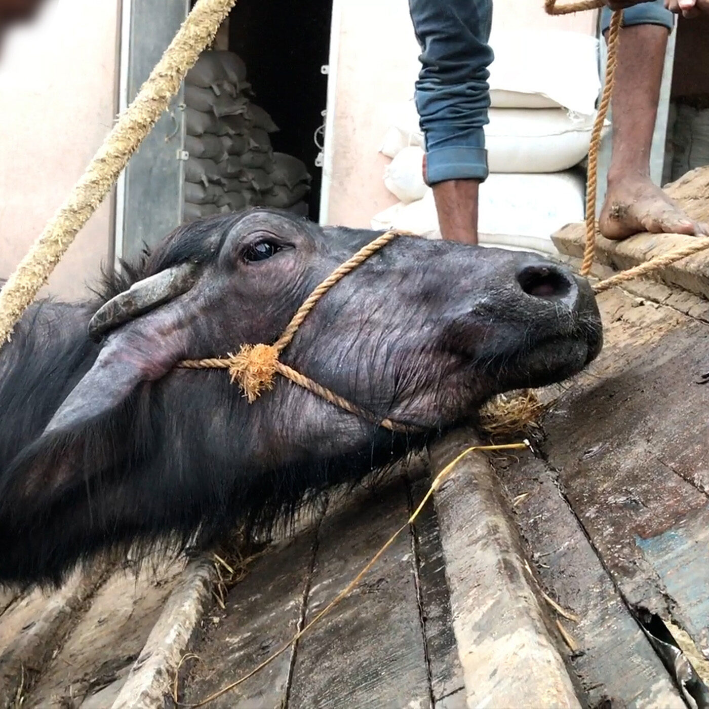Animal Equality India Demands Prosecution of Buffalo Abusers