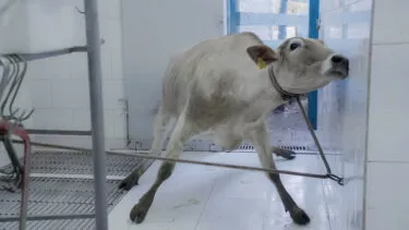 Vaca atada por el cuello
