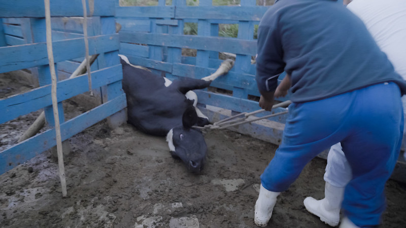 cow dragged rope brazil self control bill blog The Secret Slaughterhouses of Brazil
