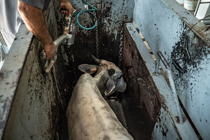 cow stun stunning pen brazil self control bill blog The Secret Slaughterhouses of Brazil
