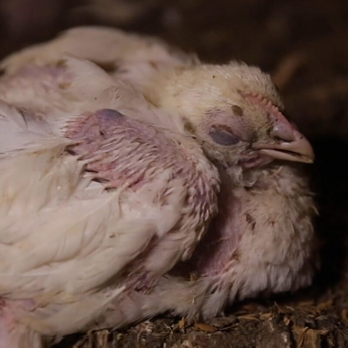 italy broiler chicken sufffering all investigations page 1400x1400 1 Everything You Need to Know About Factory Farming