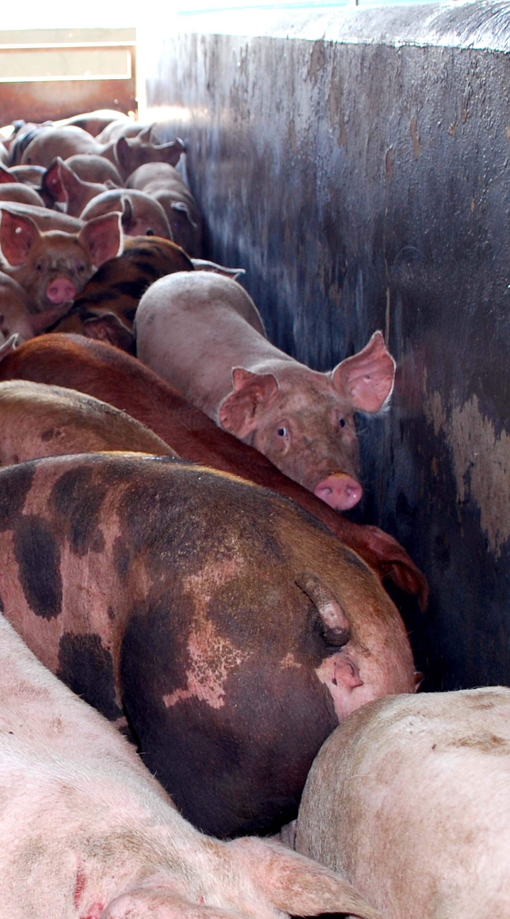 multiple scared pigs in a narrow hallway going into a slaughterhouse