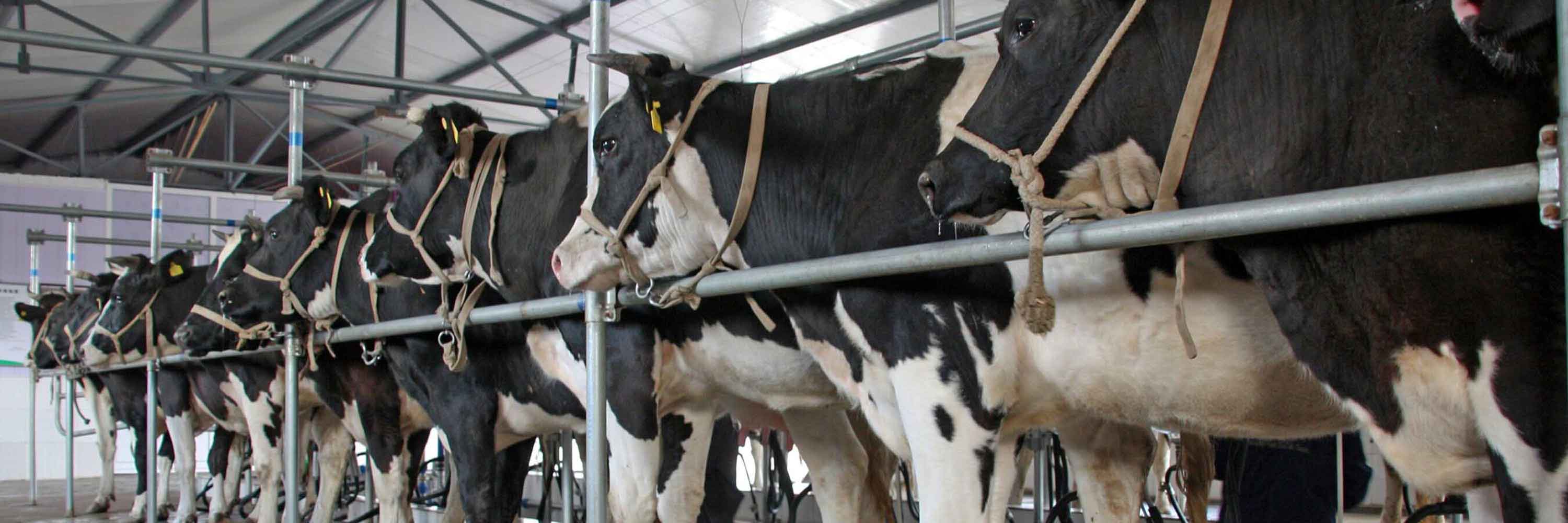 Cows on factory farm