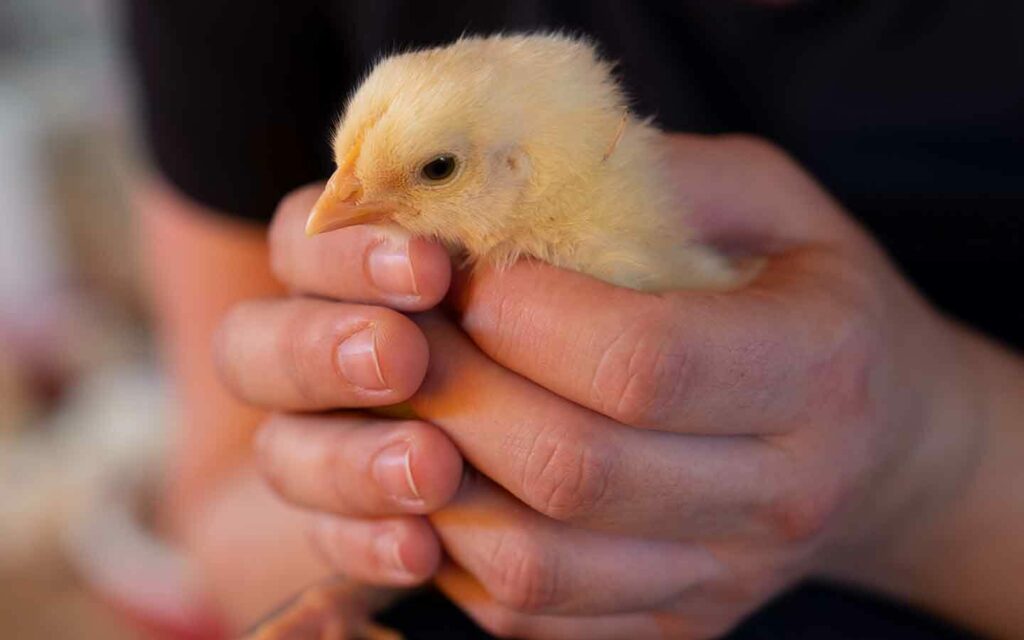 Animal Equality President holding baby chick 1024x0 c default Our Top 10 Moments for Farmed Animals in 2022