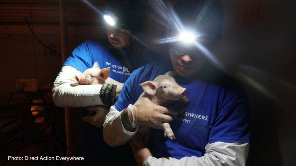 Activists Found Not Guilty After Rescuing Pigs From Utah Farm Kizi