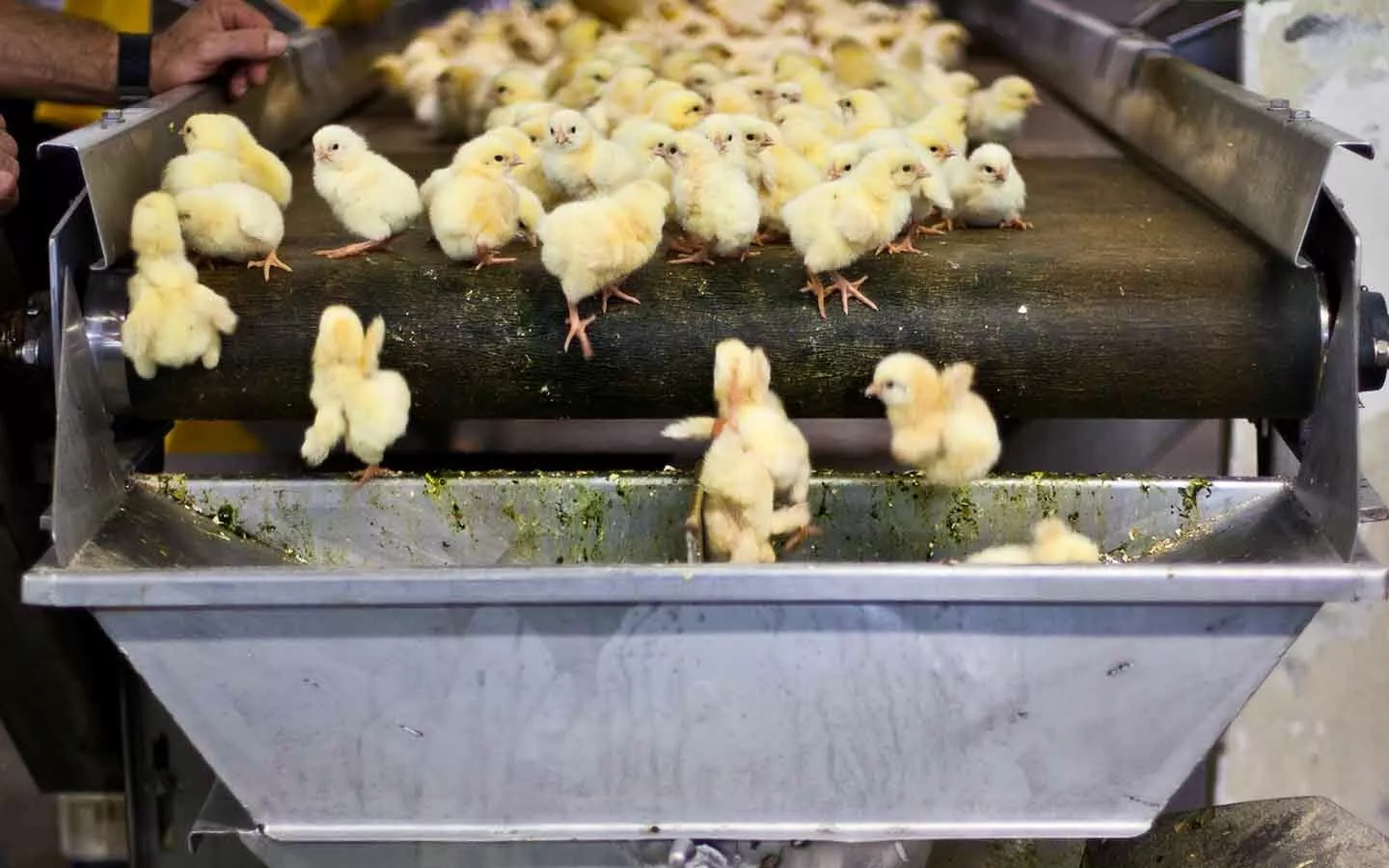 baby chicks being killed