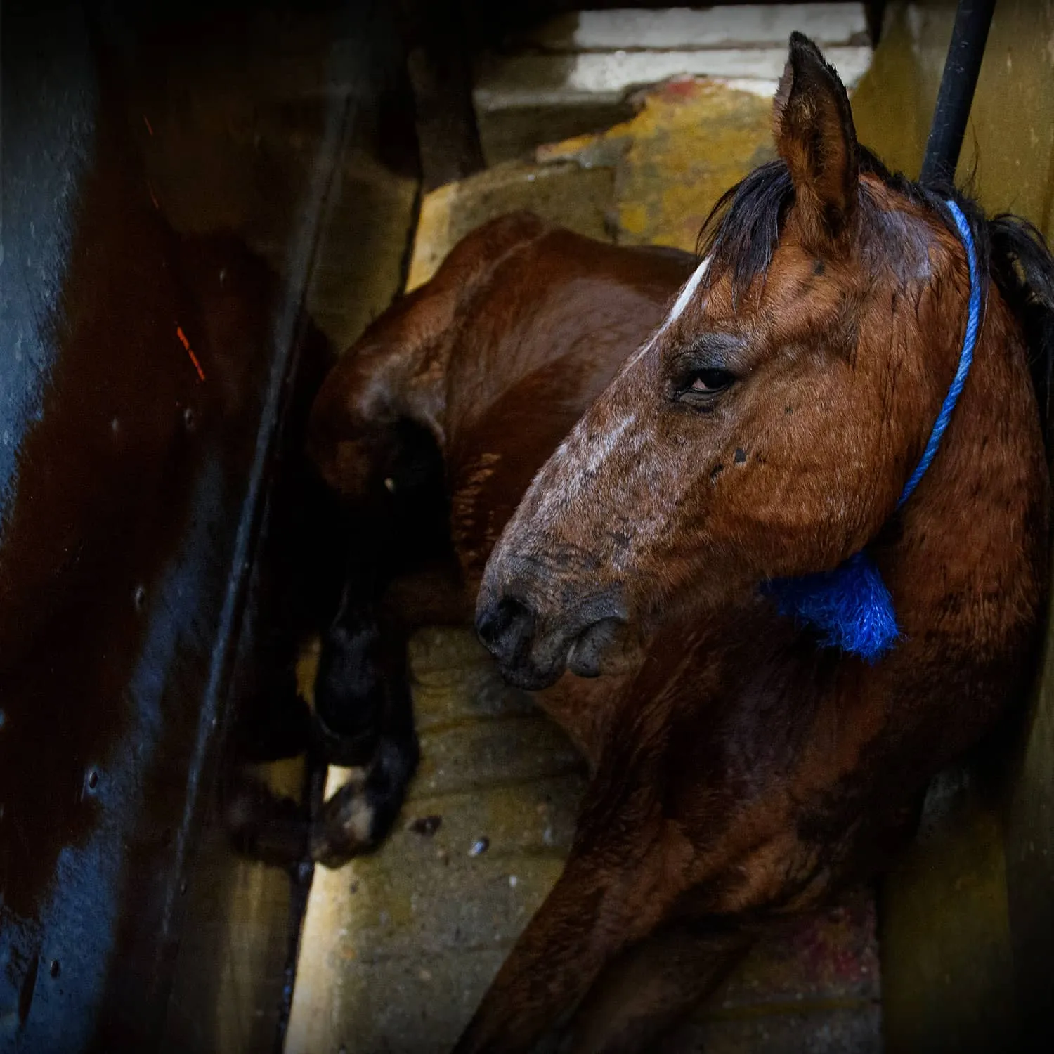 Horse in a slaughterhouse