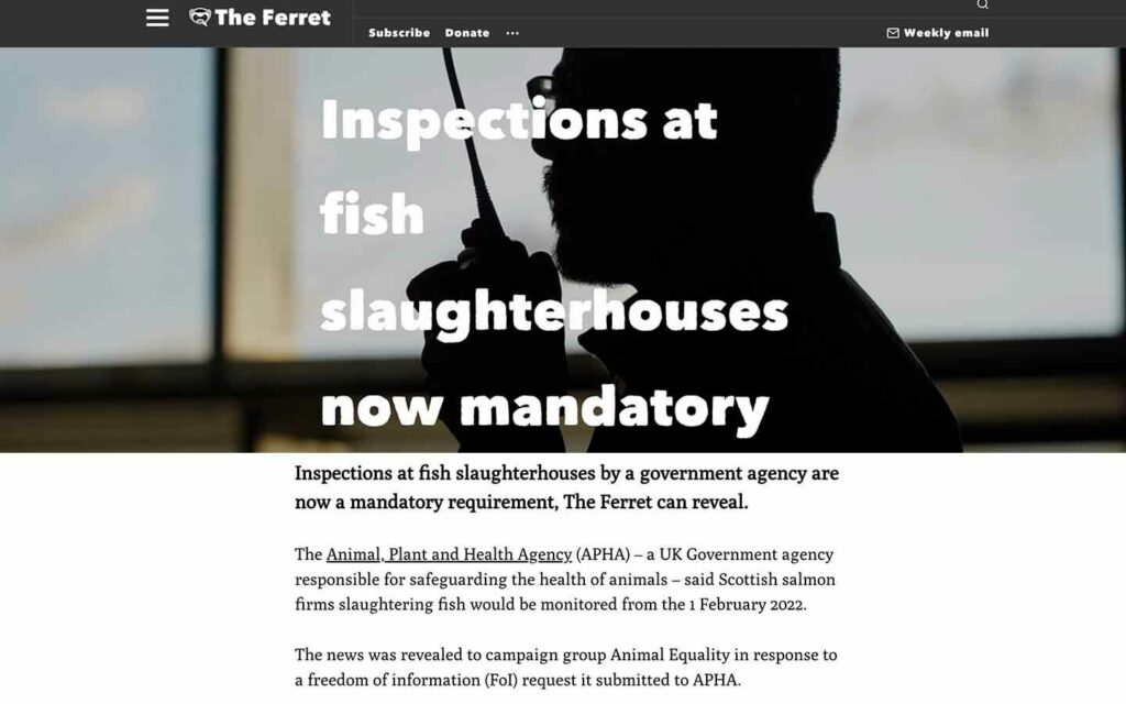 The Scottish government has introduced mandatory inspections in salmon slaughterhouses following Animal Equality’s investigation.