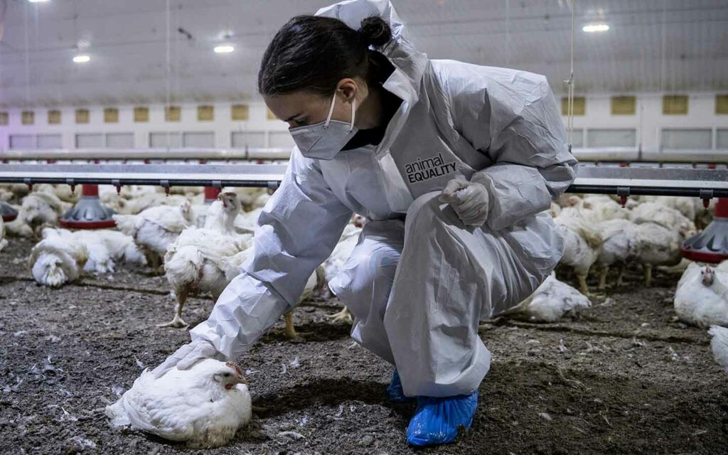 Rooney Mara durante uma das investigações da Animal Equality em granjas industriais de frangos