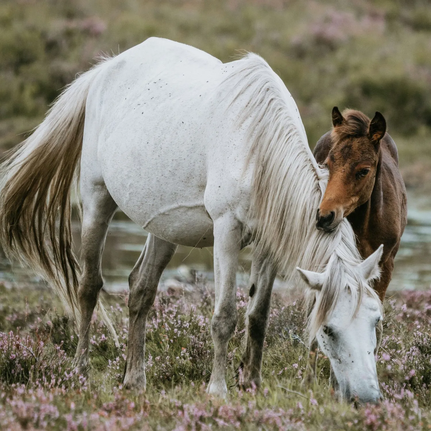 Horses - Donor magnet 2