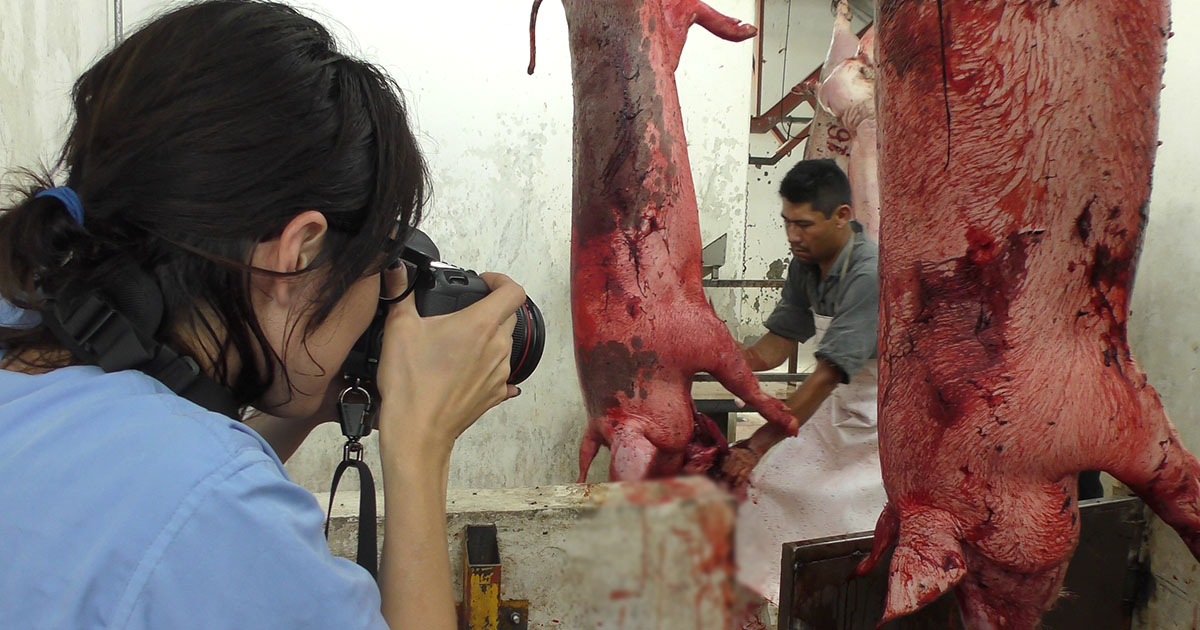 dulce slaughterhouse pigs investigation blog 1200x630 1 Animal Equality Was There During Their Final Moments